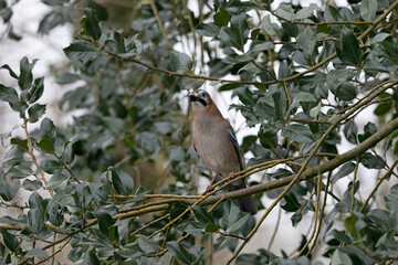 Eurasian Jay in Dutch garden.