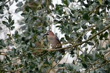 Eurasian Jay in Dutch garden.