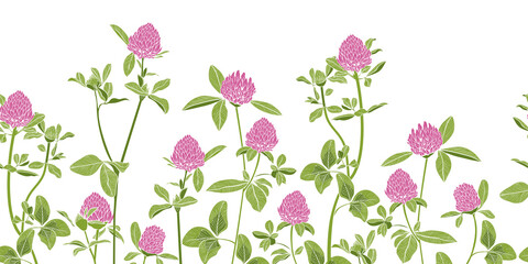 .Hand-drawn red clover on a white background border seamless pattern. Vector illustration of a melliferous flower. Floral background. Bee garden.