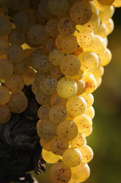 Uva matura ft0209_0519 White wine grapes