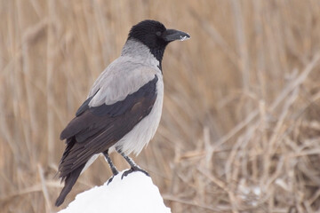 Grey crow sits in the snow. Birds in the wild in winter.