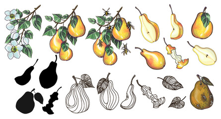 A large set of yellow pears in a cartoon style and doodle - a flowering branch and a branch with pears, pears with wasps, pears of different sizes and shapes, and a rotten pear. Stock vector