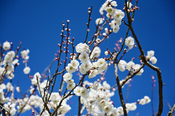 青空に映えて咲き乱れる白梅