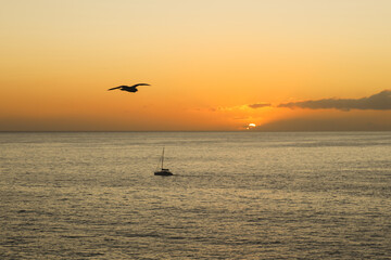a seagull flies at sunset, while a ship returns to port