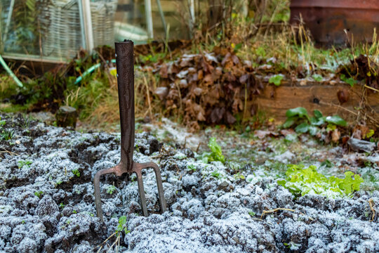 Broken garden fork stuck in frozen ground in a vegetable plot in winter