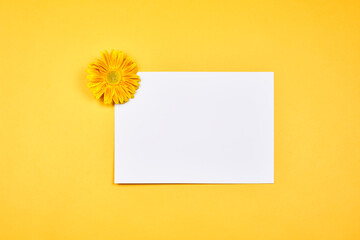 Beautiful daisy flowers and white cards with copy space. Spring floral background. Flower background on yellow