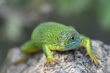 Portrait of European green lizard close up. Lacerta viridis on a stone.