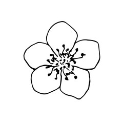 Simple hand-drawn vector drawing in black outline. Cherry blossom, sakura flower isolated on white background. For spring design, card, invitation, cosmetics, product decoration.