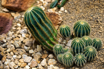Close-up of green cactus plants with sharp spines