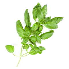 Sweet Genovese basil branch isolated on white background. Flat, Top view.
