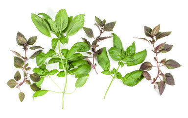 Varieties of basil leaves isolated on white background. Flat, Top view.