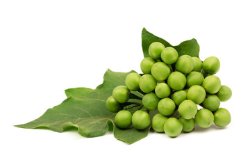 Pea eggplant or turkey berry isolated on white background. Solanum torvum is ingredients for cooking Thai food. 