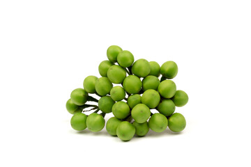 Pea eggplant or turkey berry isolated on white background. Solanum torvum is ingredients for cooking Thai food. 