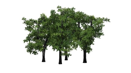 a group of European Linden - isolated on white background - 3D Illustration