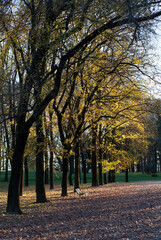 autumn trees in the park