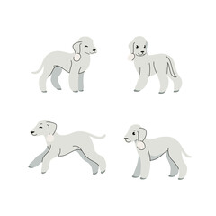 Bedlington Terrier illustration set. Cute dog character. Vector illustration in cartoon style for poster, postcard.
