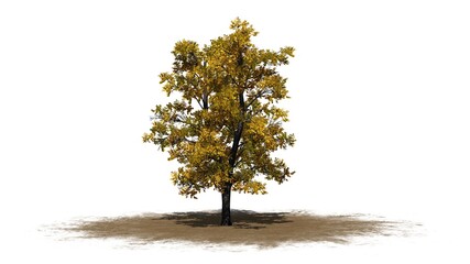 European Linden Tree in autumn on sand area - isolated on white background - 3D Illustration