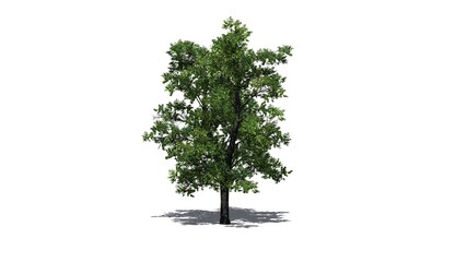 European Linden tree with shadow on the floor - isolated on white background - 3D Illustration