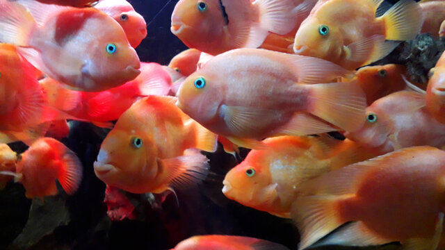 Close up colorful parrot Fishes