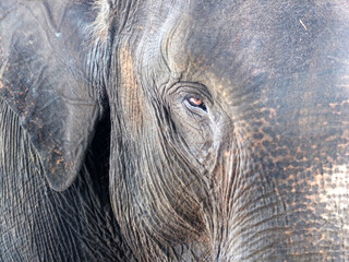 Close up photo of Sumatran Elephants in Way Kambas National Park, Lampung, Indonesia