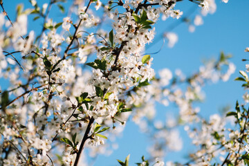 tree flowers