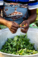 Togolese woman harvesting sorrel in Karsome, Togo. 25.02.2015