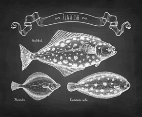 Chalk sketch of flatfish - obrazy, fototapety, plakaty