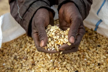 Foto op Plexiglas anti-reflex Farmer holding maize in Djibomben village, North Togo. 25.02.2015 © Julian