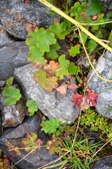 Unusual beautiful stones. Mountains of the North Caucasus. Hot summer day. Republic of North Ossetia - Alania
