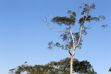 Tree in Entebbe botanical gardens. Uganda. 26.02.2017
