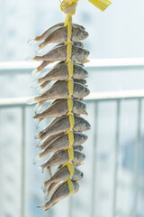 Salted dried yellow corvina tied to a yellow string and hung in a well-ventilated place.