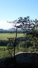 Obraz premium Sächsische Schweiz Wanderung im Wald
