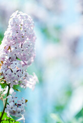 Blooming branch of lilac in the open air blooms in May