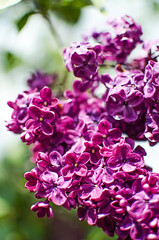 Blooming branch of lilac in the open air blooms in May