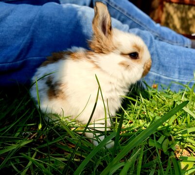 Hasenbilder Bilder – Durchsuchen 7,693 Archivfotos, Vektorgrafiken und