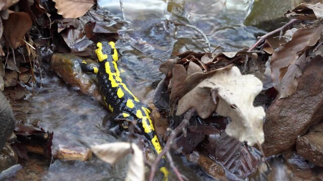 Feuersalamander beim Laichen