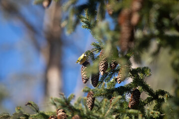 Natur