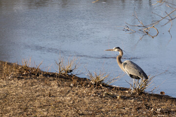 Great Blue Heron  walking at edge of water