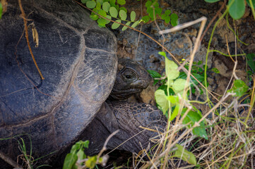 tortoise in the grass