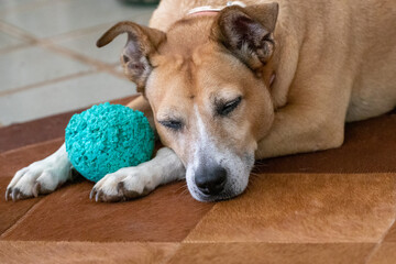 The senior female dog sleeping with her green ball. Animal world. Pet lover. Dog lover.