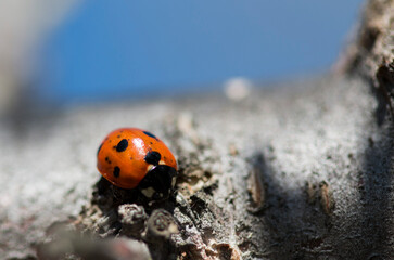 Isolated specimen of Scarce seven-spot ladybird, while moving on a branch of a wild plant on natural background.
