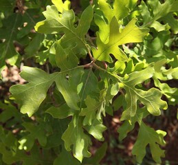 Gambel Oak (Quercus gambelii) leaves in Zion National Park, Utah