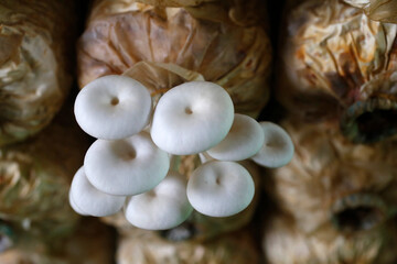 Oyster mushroom plantation.  Cambodia.  18.04.2019
