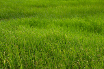 Rice field. Battambang.  Cambodia.  12.06.2017