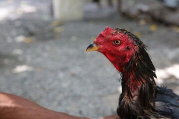 Fighter cock. Cambodia.  12.06.2017
