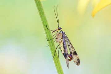 Common scorpionfly - Panorpa communis - male