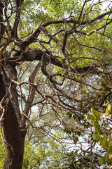 Fototapeta na wymiar A big Eucalyptus tree with green leaves inside of a forest