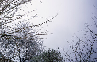Trees left in the cold