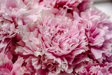 pink peonies in pastel colors close-up, flower pattern, vintage photo processing