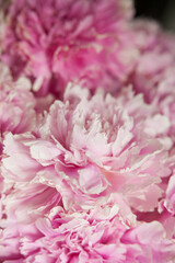 pink peonies in pastel colors close-up, flower pattern, vintage photo processing